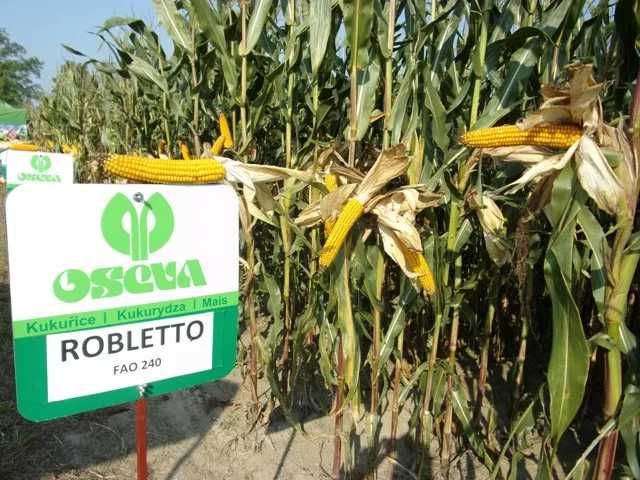 Nasiona kukurydzy ROBLETO kiszonka FAO 240 (80 tys.)