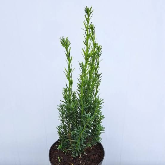 Cis HICKSII 40-60 cm w doniczkach 1.5 l okazja