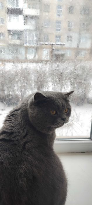 Шотландець для вязки