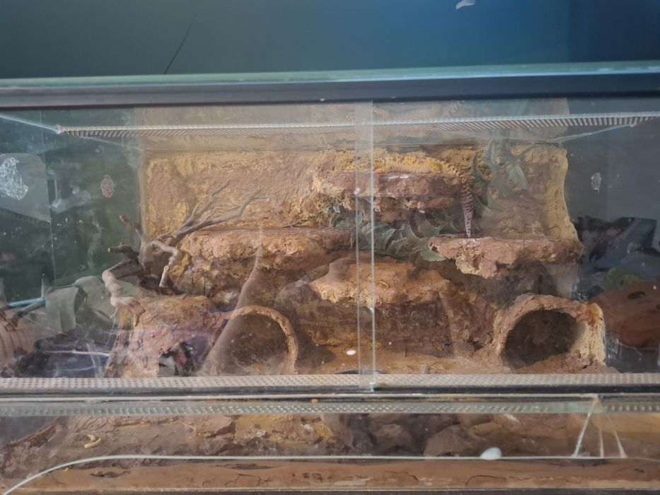 Gekon lamparci z terrarium