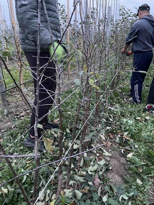 Саджанці яблуні / саженцы яблони / саженцы плодовых деревьев/ ОПТ