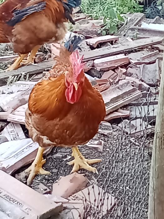 Vendo galos caseiros