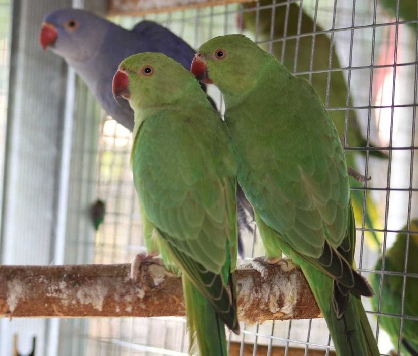 aleksandretty aleksandretta młode 25r zielone zółte niebieskie