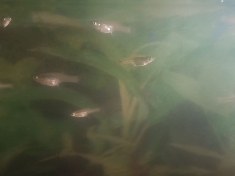 Peixes de lago ou aquário