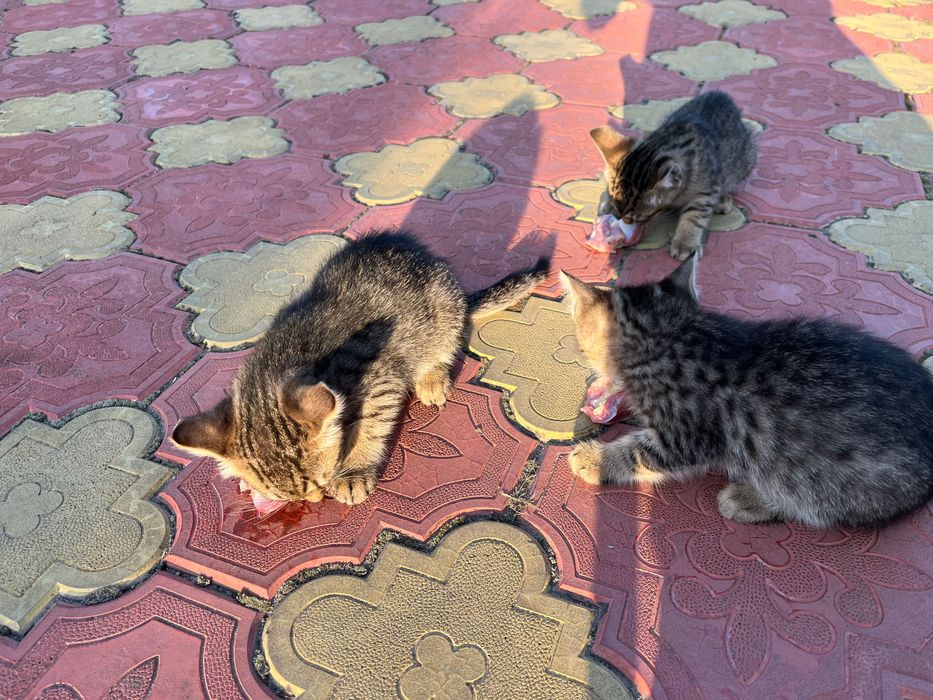 Котенята безкоштовно смт Білогородка, Київська область