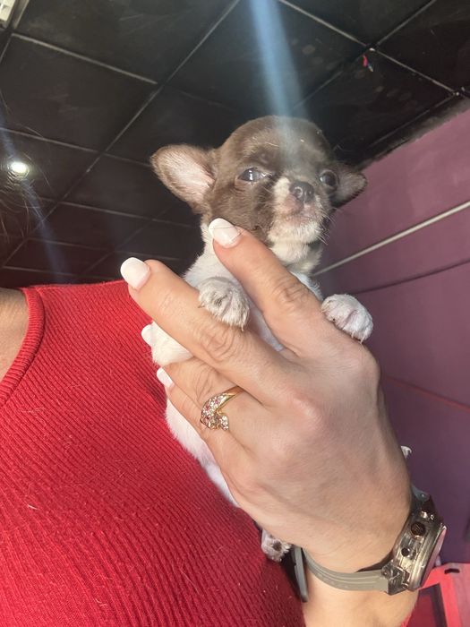 Menina  Chihuahua  lindissima “ de bolso.