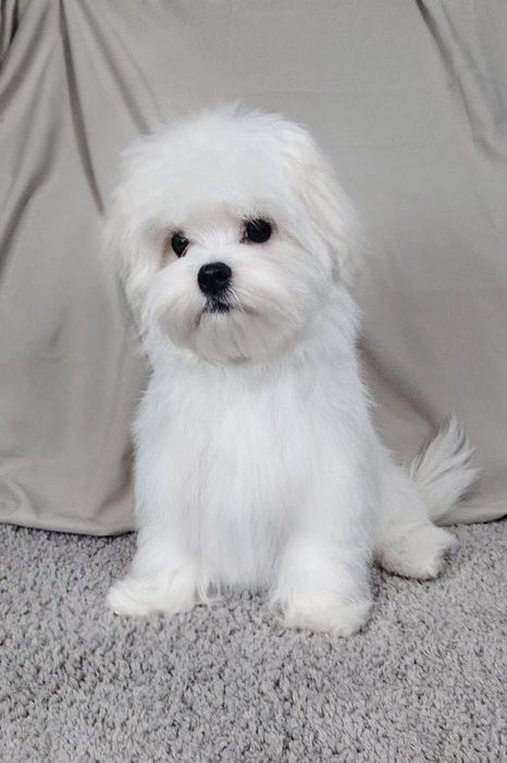 Мальтійська болонка