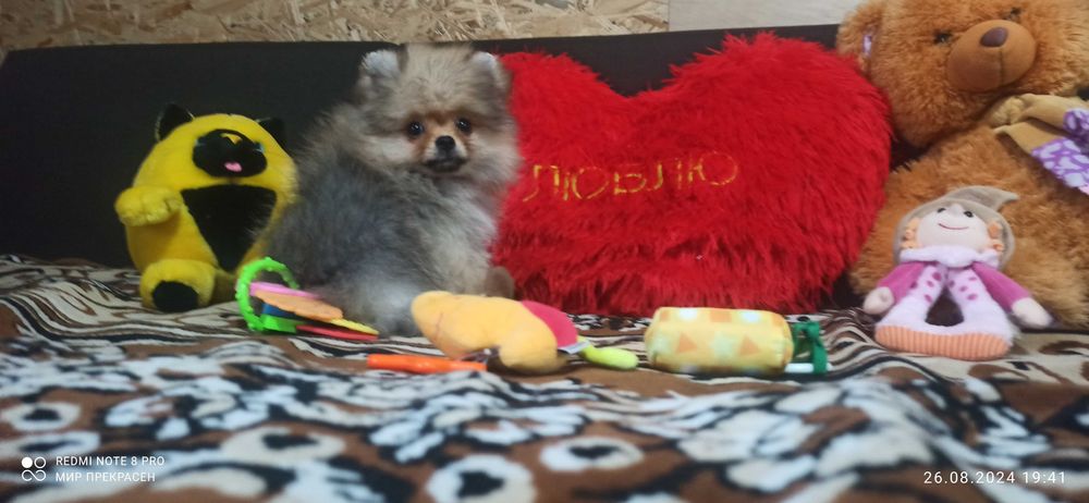 Шпіц Блек тан 2.1 р