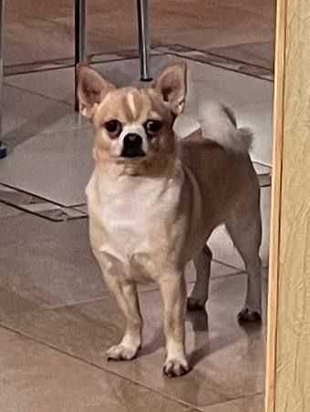 Хлопчик чихуа-хуа для вязки