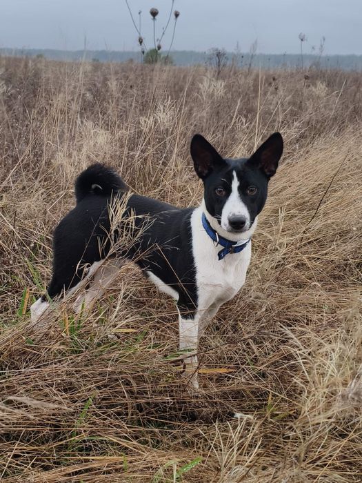Хлопчик басенджі для найкращих.