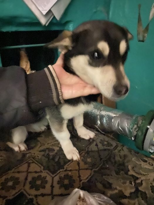 Віддам цуцення в добрі та надійні руки