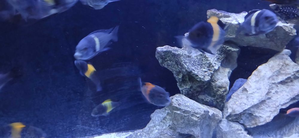 Tropheus  bemba dubois kiriza młode i dorosłe
