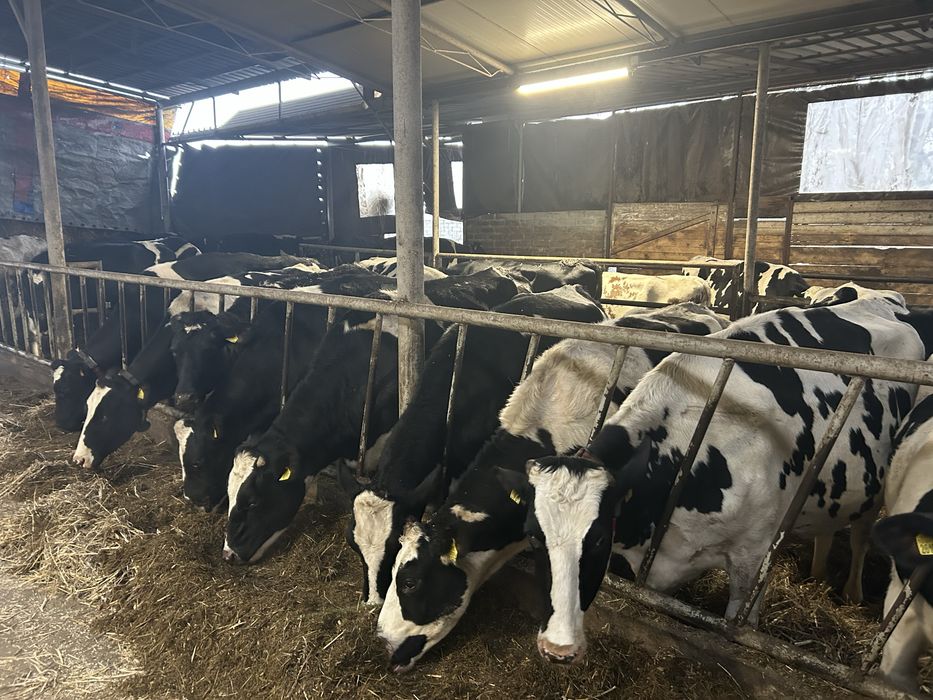 Krowy mleczne/zasuszone