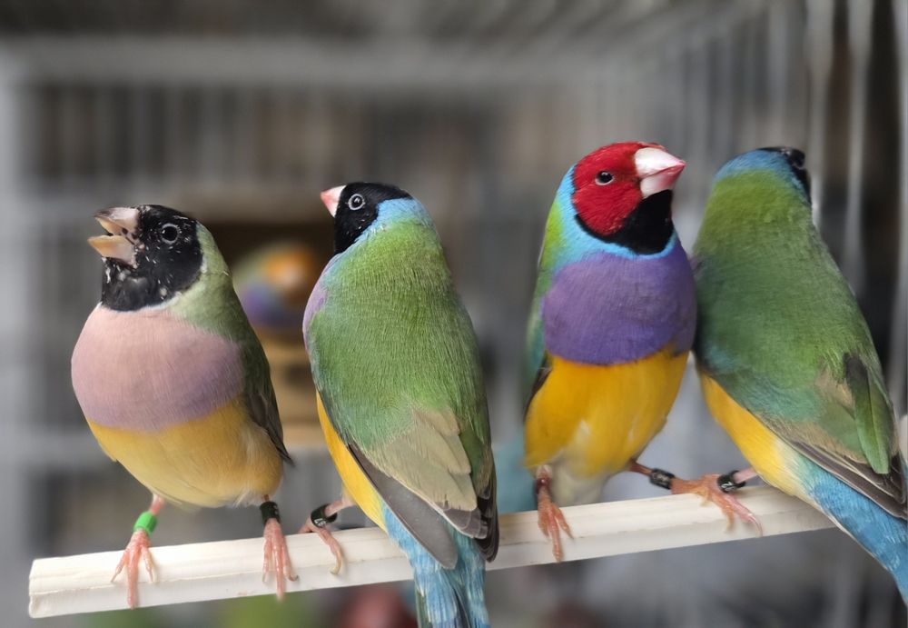 Vendo diamante gould