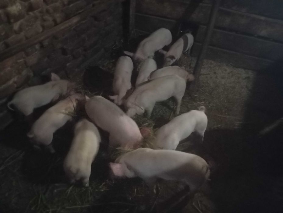 Продам маленьких поросят