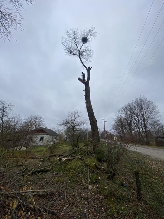 Зрізання дерев, обрізка валка дерев, спилювання, чистка