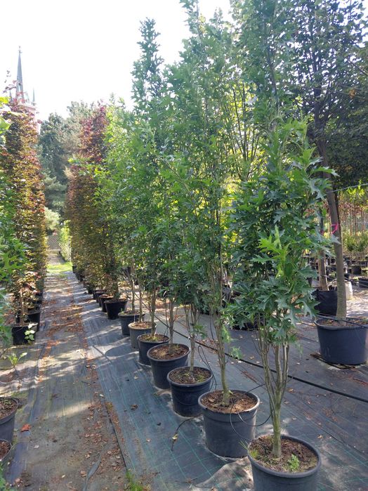 Dąb błotny Green Pillar Quercus Palustris Green Pillar 300-350 cm