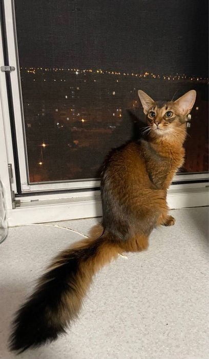 Сомалійська кішка