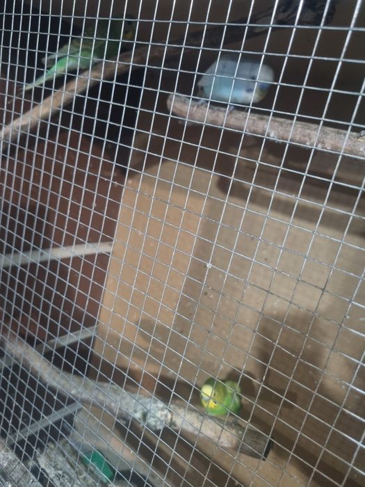 Vendo ou troco por aves do meu interesse