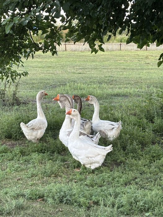 Холмогори 2025р. Можливий отп та торг