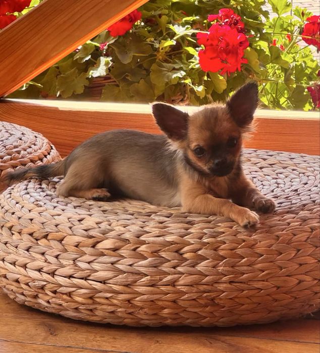 Suczka  chihuahua