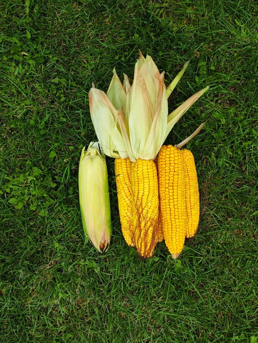 Kolby kukurydzy DUŻE