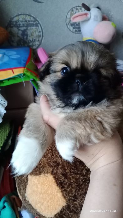 Девочка щенок пекинесик