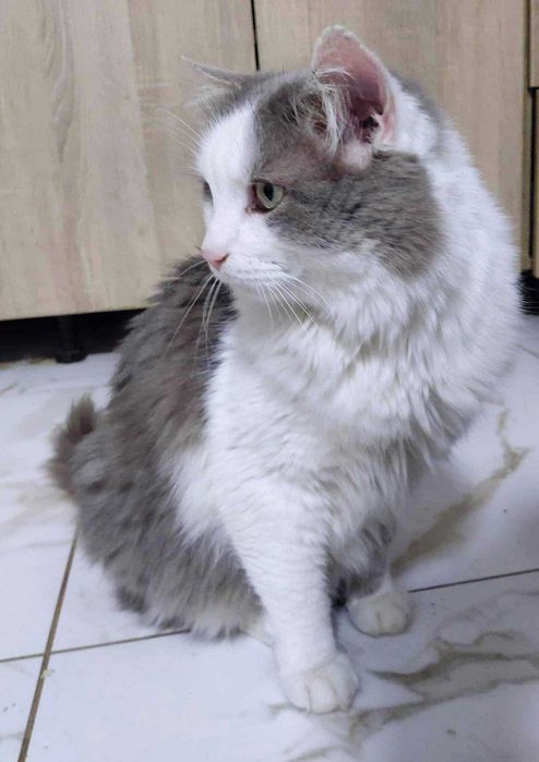 Duzy piękny kocurek w typie rasy syberyjskiej szuka domu