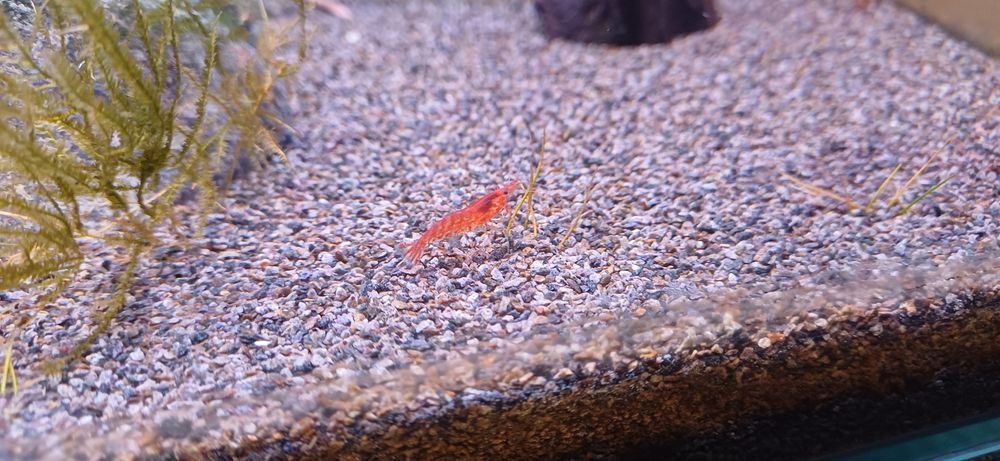 Krewetki red cherry neocaridina