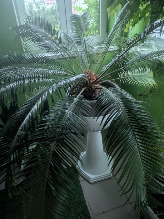 Продам великій Цикас