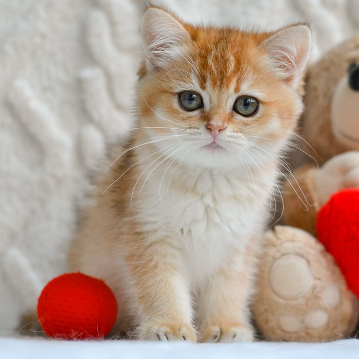 Київ. Золота британочка