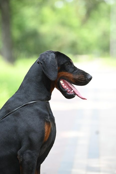 Шикарный FCI- КСУ кобель добермана. Вязка