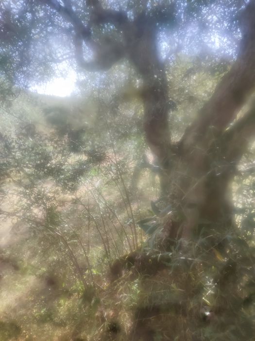 Vendo um terreno em mós Moncorvo