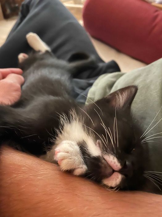Gatinha Preta para Adoção - Quase 2 Meses