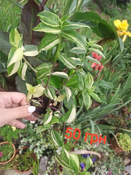 Традескація, колізія різних сортів