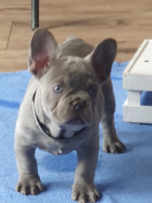 Buldog francuski/uroczy piesek