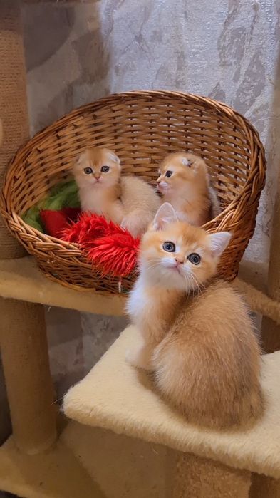 Золотая шиншилла Девочка и Мальчик