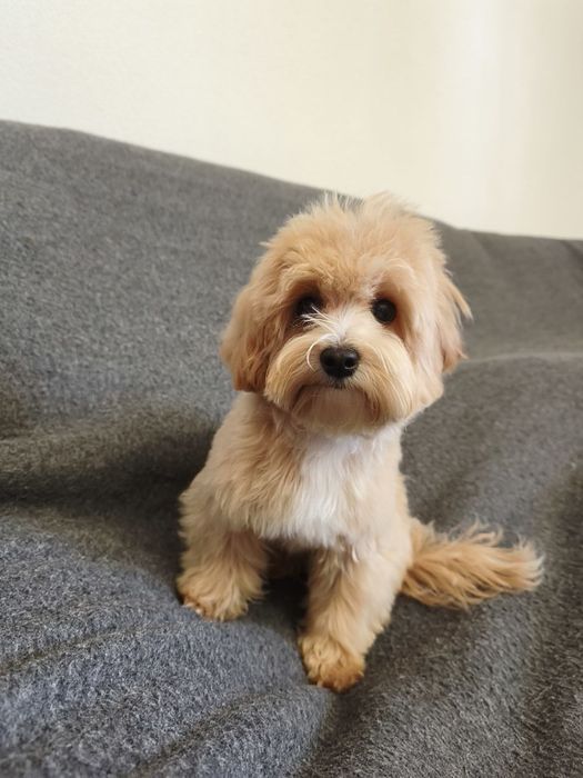 Мальтіпу Міні дівчінка 6місяців вага 2 кг