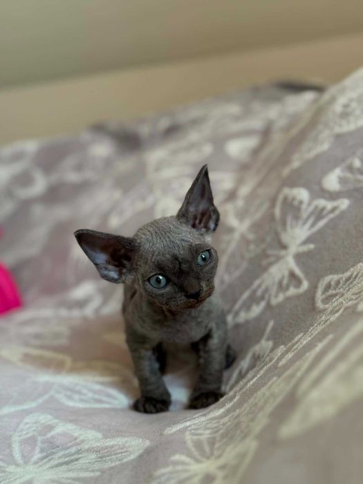 Devon Rex kotka z rodowodem FPL