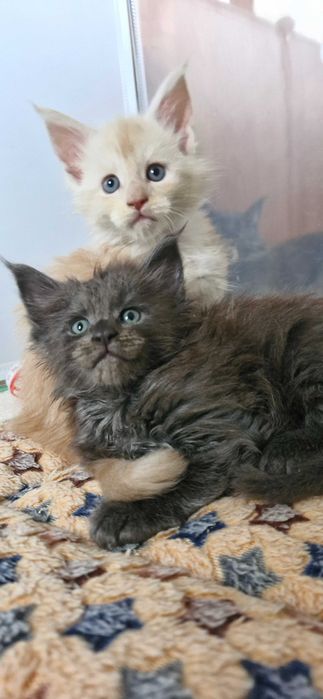 Kocurek Maine Coon FPL FIFE opcja hodowlana