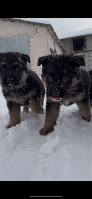 Цуценята німецької вівчарки
