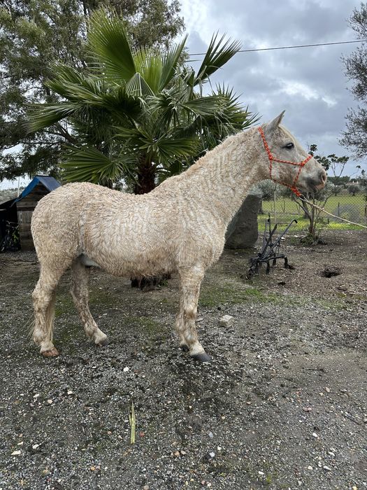 Cavalo Capado Manso