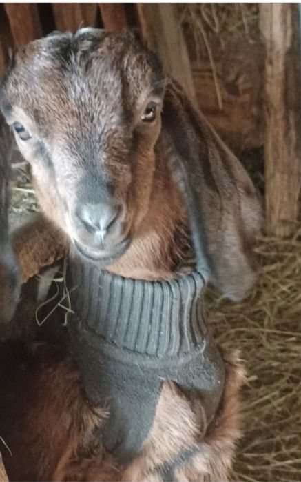 Продам англо-нубійські козенята,вік.1 міс