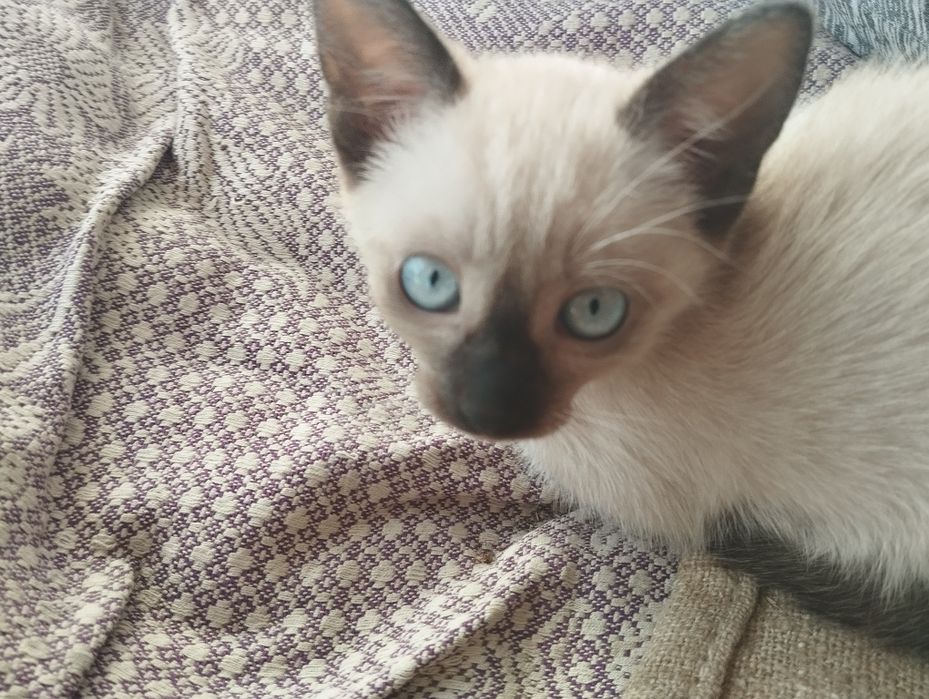 «сіамське кошеня »