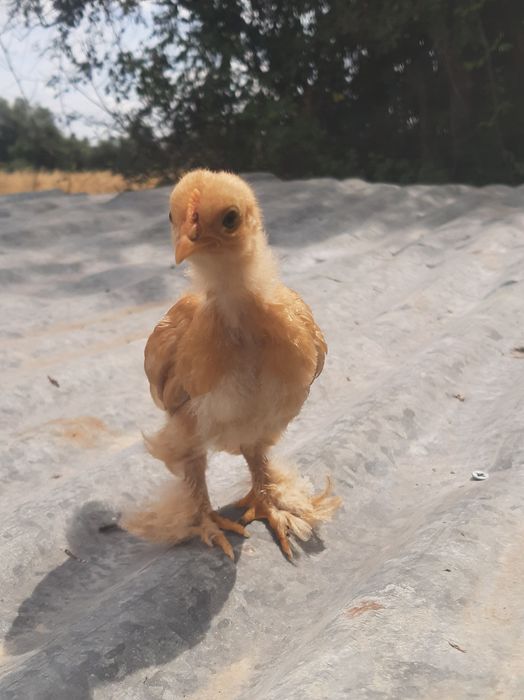 Pintos pekins 1 mês