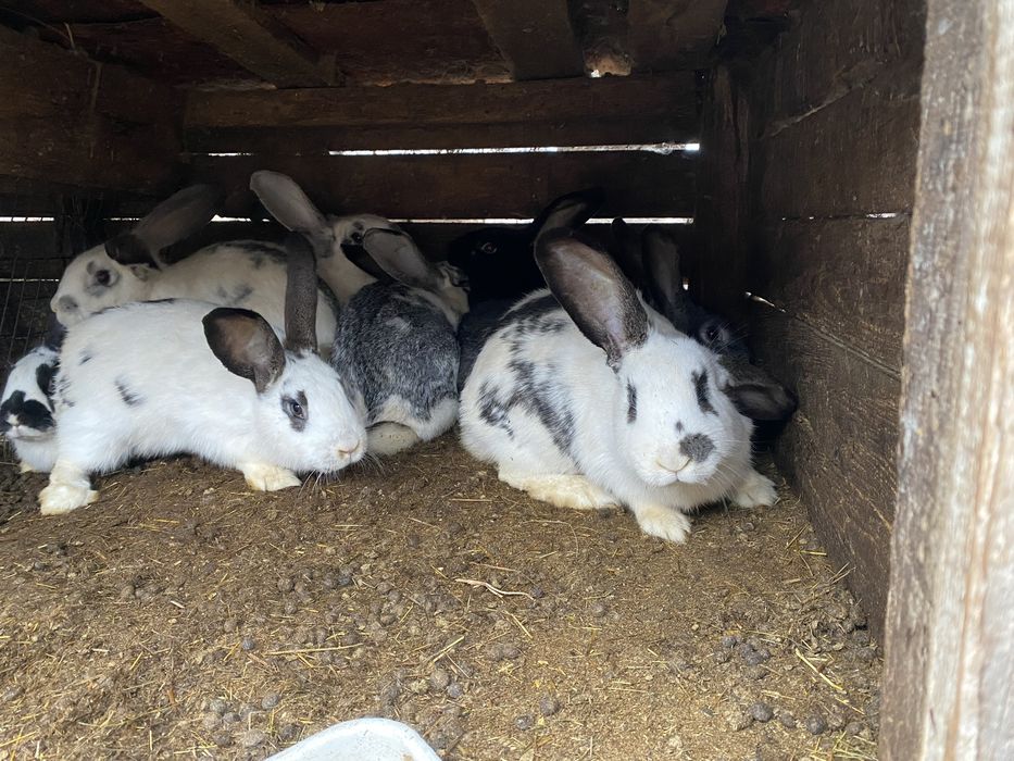 Продам кролів на мʼясо або для подальшого утримання