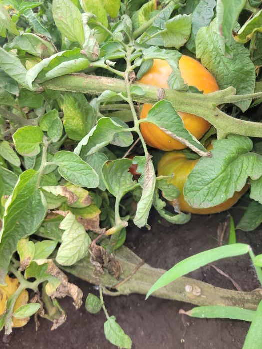 Tomates sem tratamentos