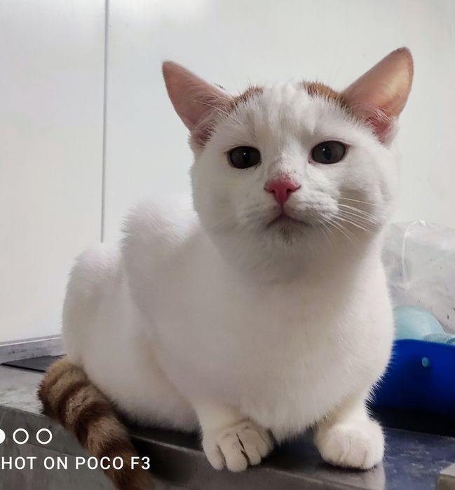 Kotełki do adopcji