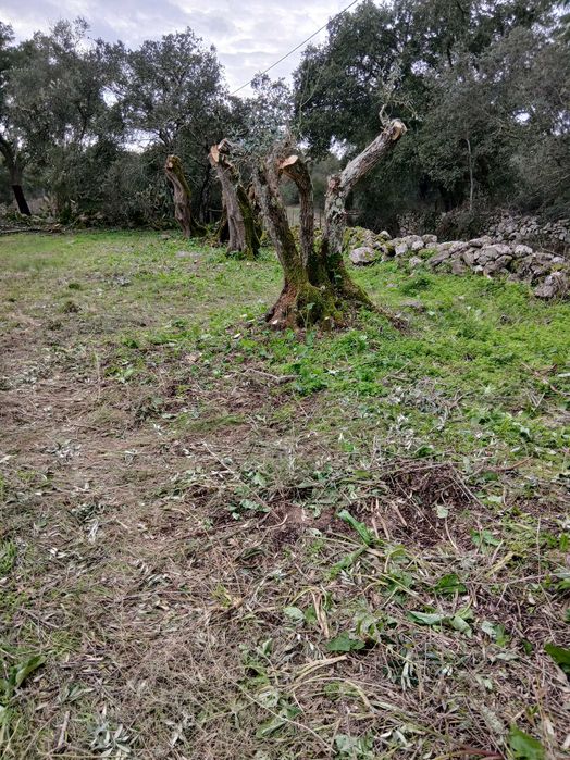 Oliveiras centenárias