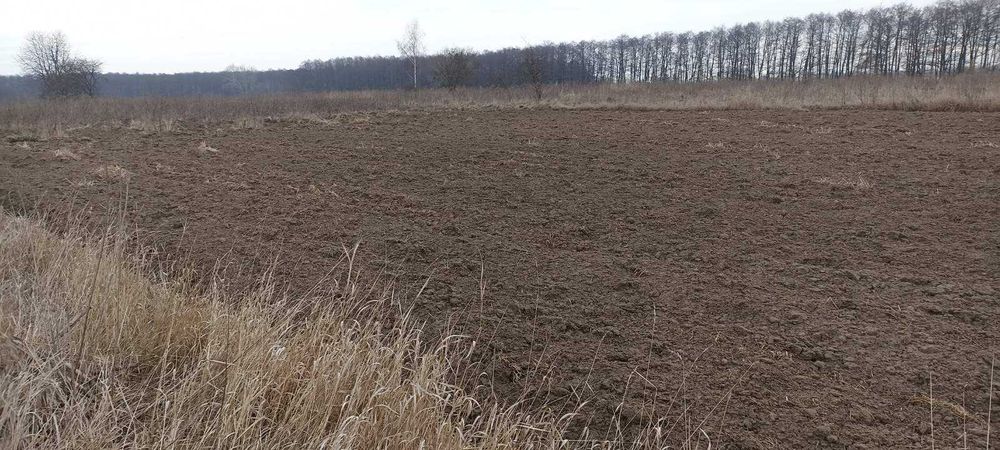 (5)  Продам земельну ділянку в Стрижавці 8916
